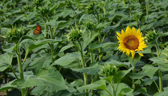 the only sunflower in bloom in a field of green sunflowers