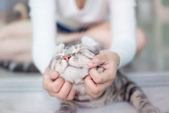 cat being petted