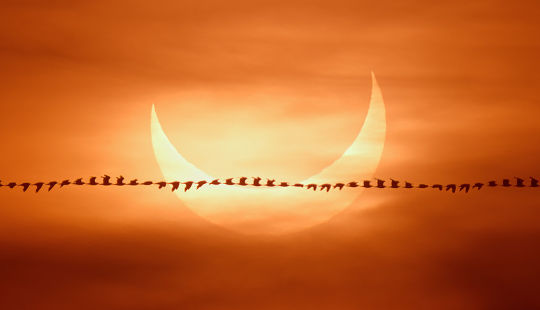 annular solar eclipse with bird(s) in silhouette in a time-lapse photo