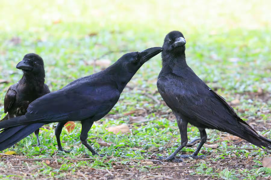 animal friendships4 10 14