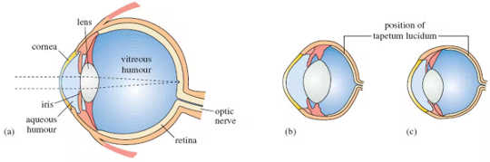 why eyes glow in dark2 3 12