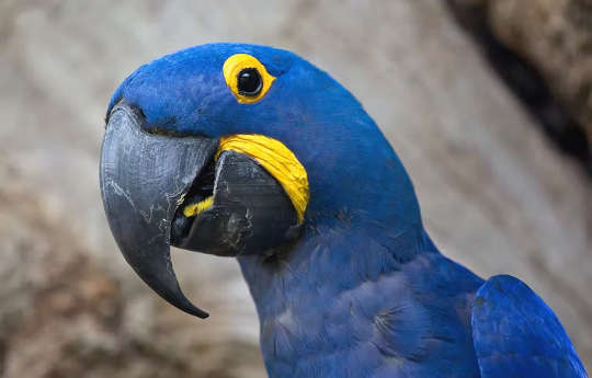 A hyacinth macaw (Anodorhynchus hyacinthinus)