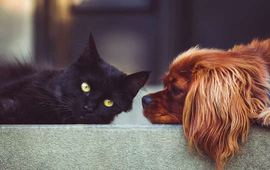 a dog and cat lying down together