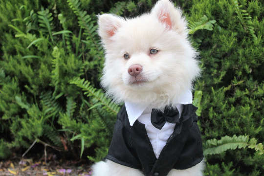 a young dog wearing a tuxedo