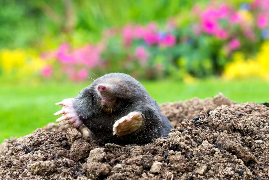 a mole