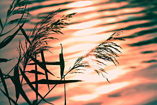 ripples in a pond