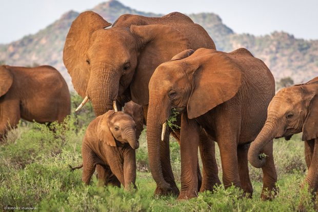 How Animals And Humans Perceive and React to Death