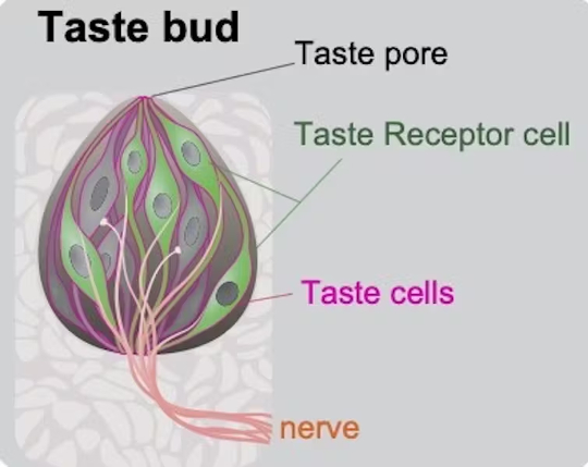 training taste buds for health 2 6 20