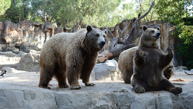 a bear sitting on its hind legs, and another standing on its 4 legs