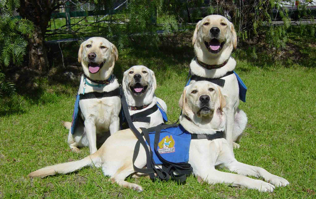 service dogs1 8 26