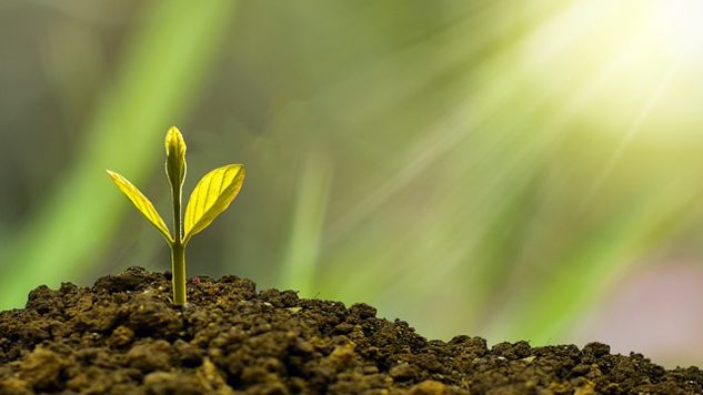 a sprout coming up out of the earth