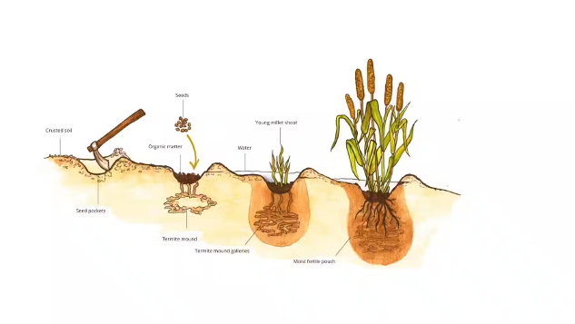 Illustration of the formation process of a zaï seed pocket.