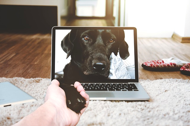 a puppy reaching out from a laptop screen