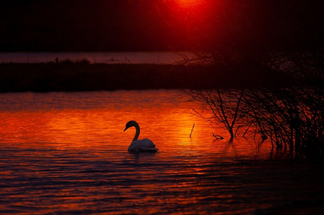 a swan in the waters at sunrise with red sky, red waters, and one white swan