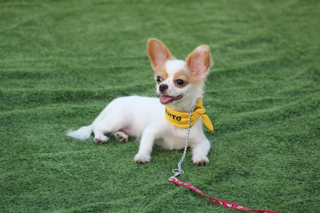 dog laying calmly on the grass off leash