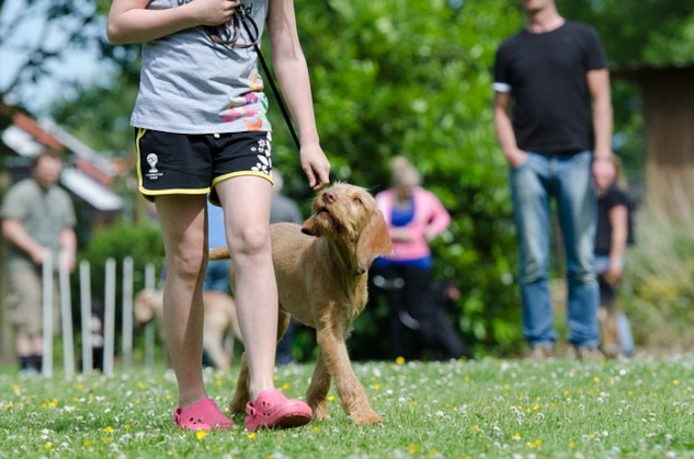 a dog being walked on a leash looking up at his owner