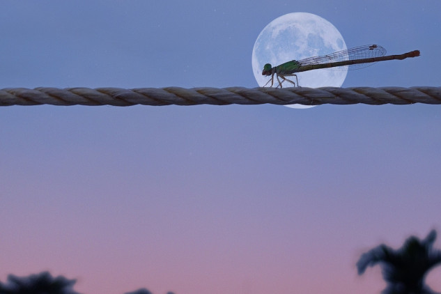 dragonfly in front of a full moon over the water