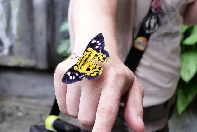 a butterfly sitting on a person's hand