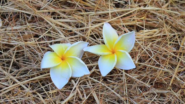 two flowers side by side in a bed of straw