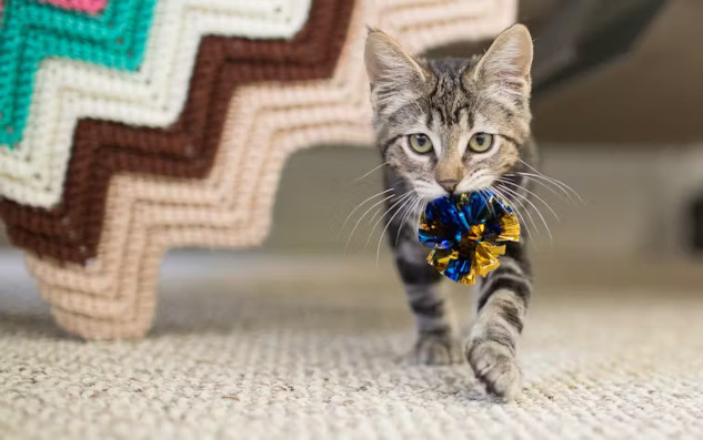 A cat and a dog playing fetch with a ball, showcasing their shared hunting instincts and playful nature.