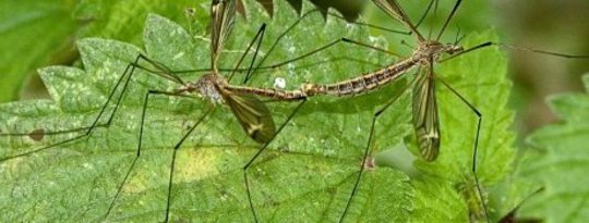 UK Farm Pests Linked To Warming Climate