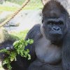 Eating like a Gorilla is Good for You???