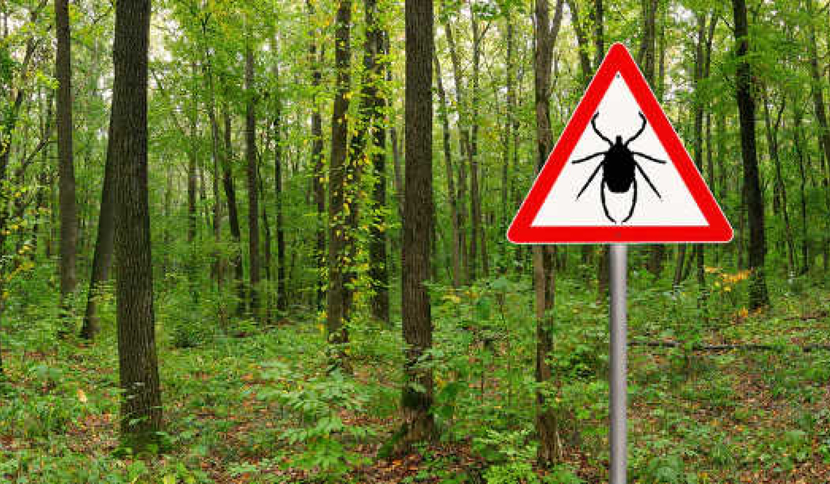 Fact or Fiction: Debunking 4 Common Myths About Ticks