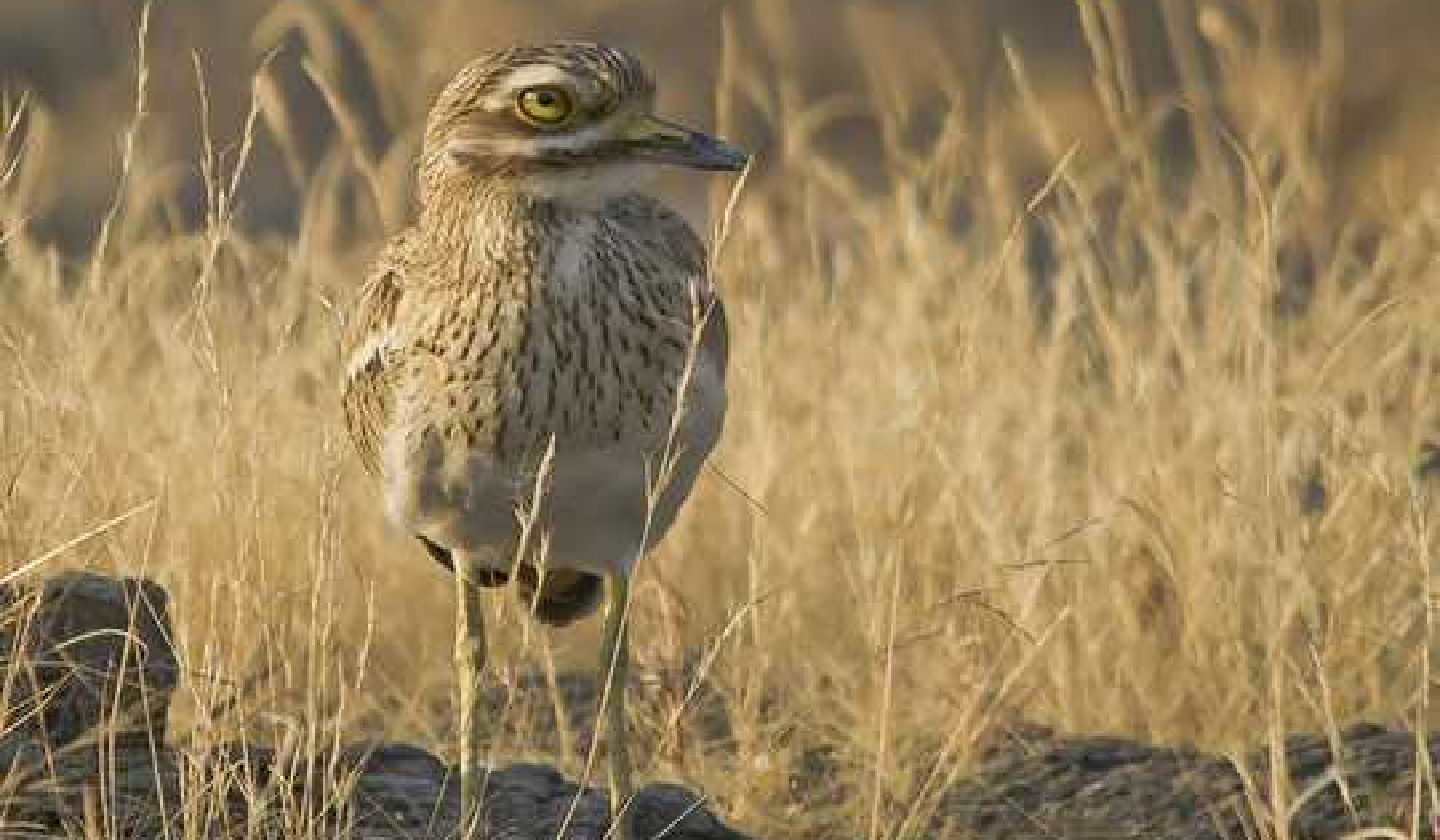 How Conserving Nature's Umbrella Species Could Benefit Whole Habitats