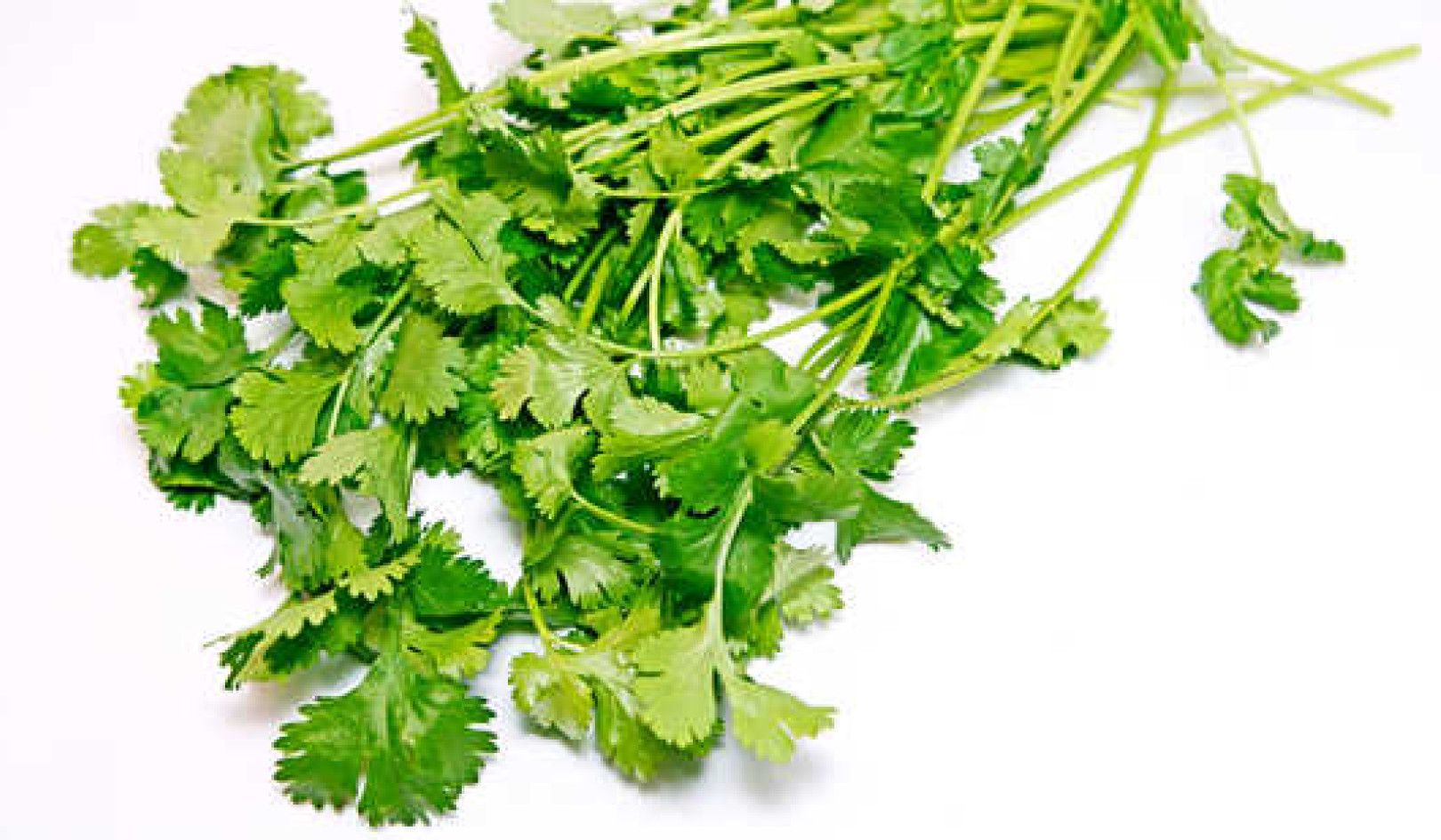 Scientists Now Know How Cilantro Works Against Seizures