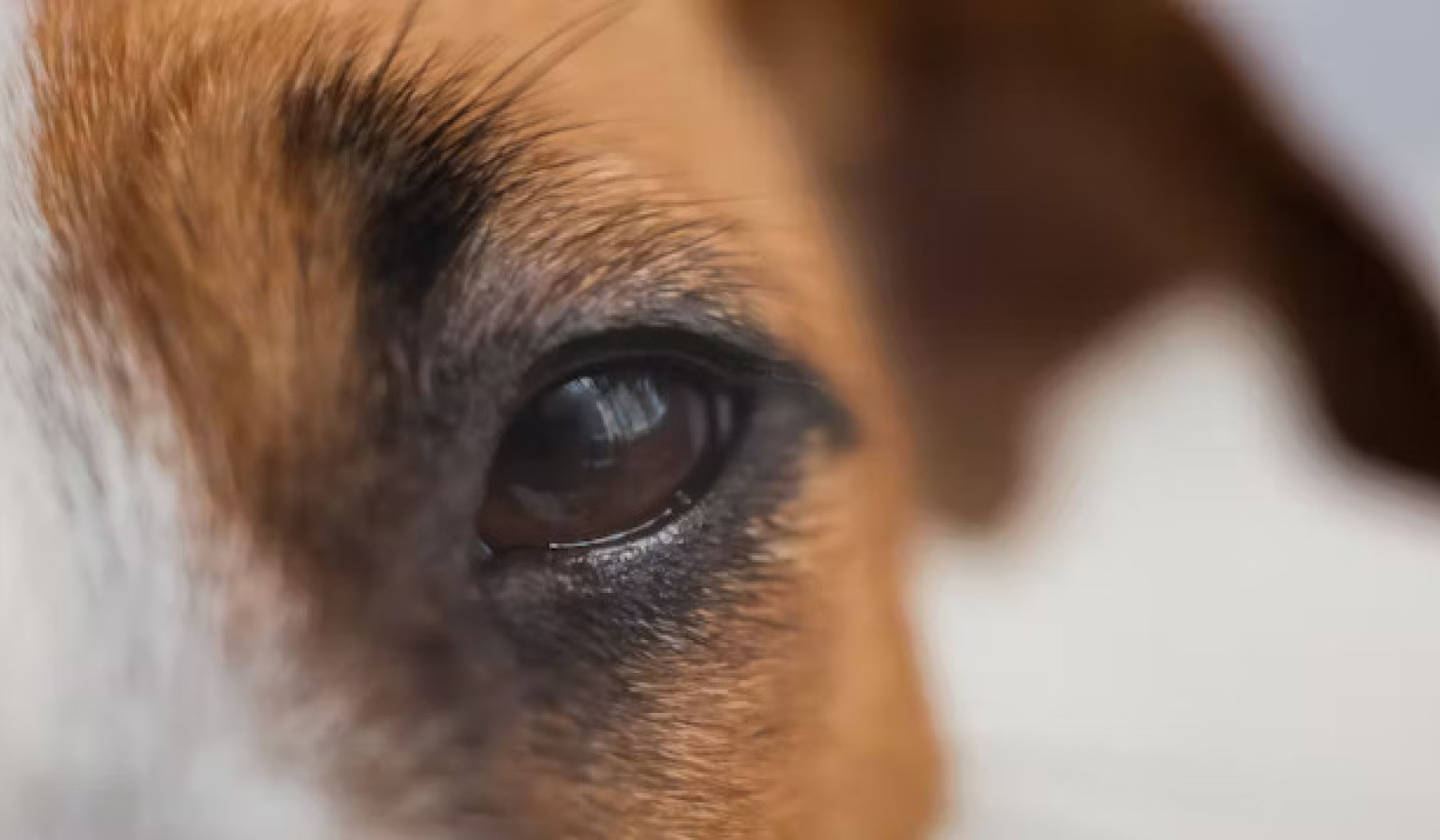 How Gazing at Your Dog Connects Your Brains