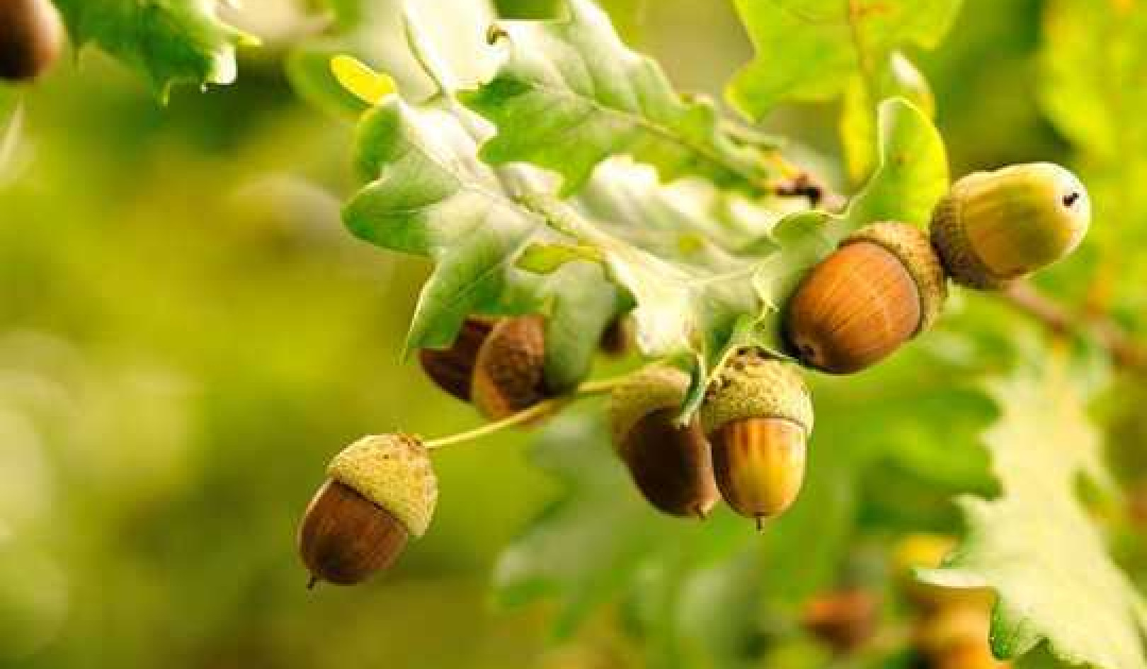 Tons Of Acorns? It Must Be A Mast Year