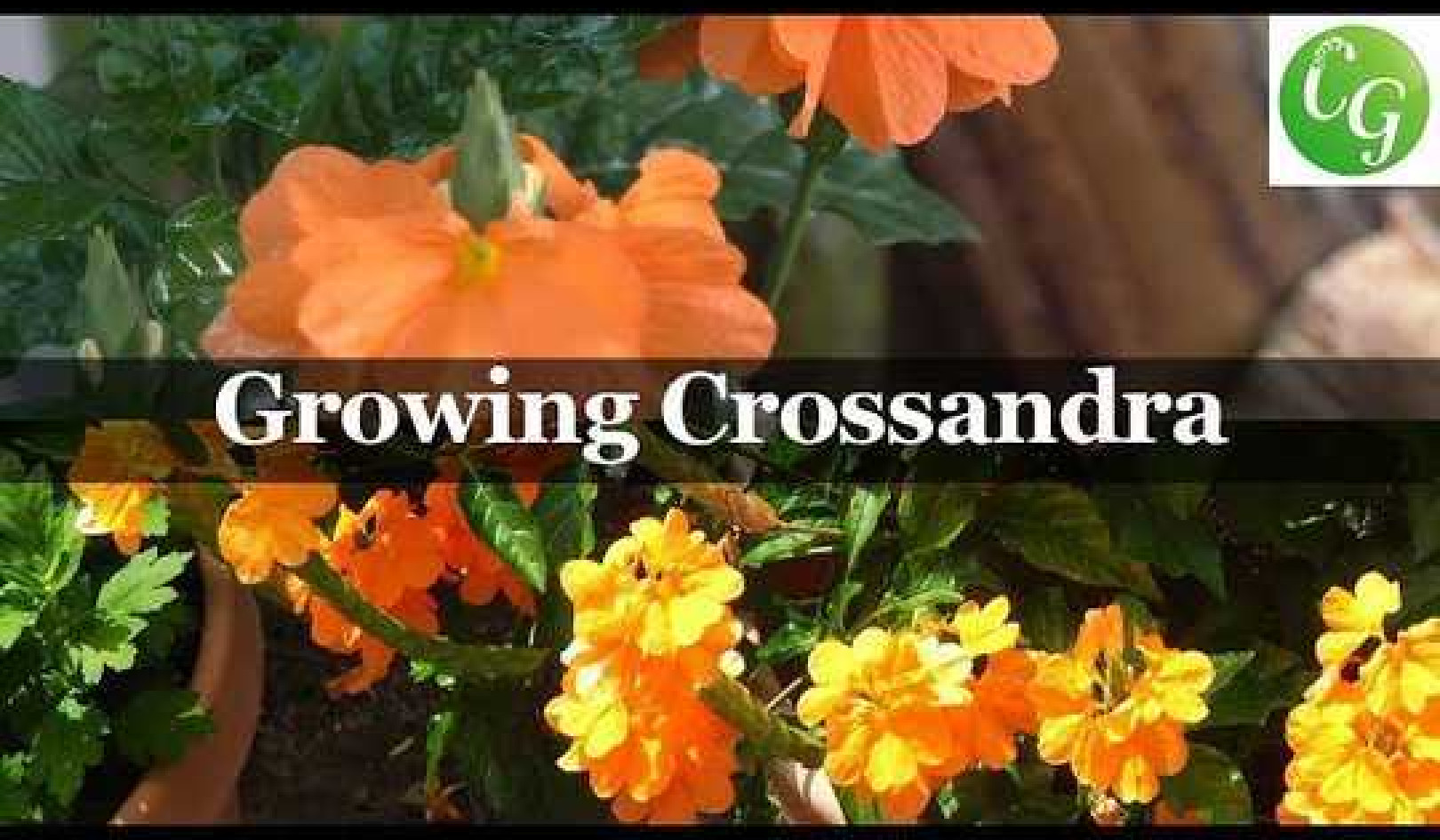 Growing Crossandra Sundance Firecracker Plant