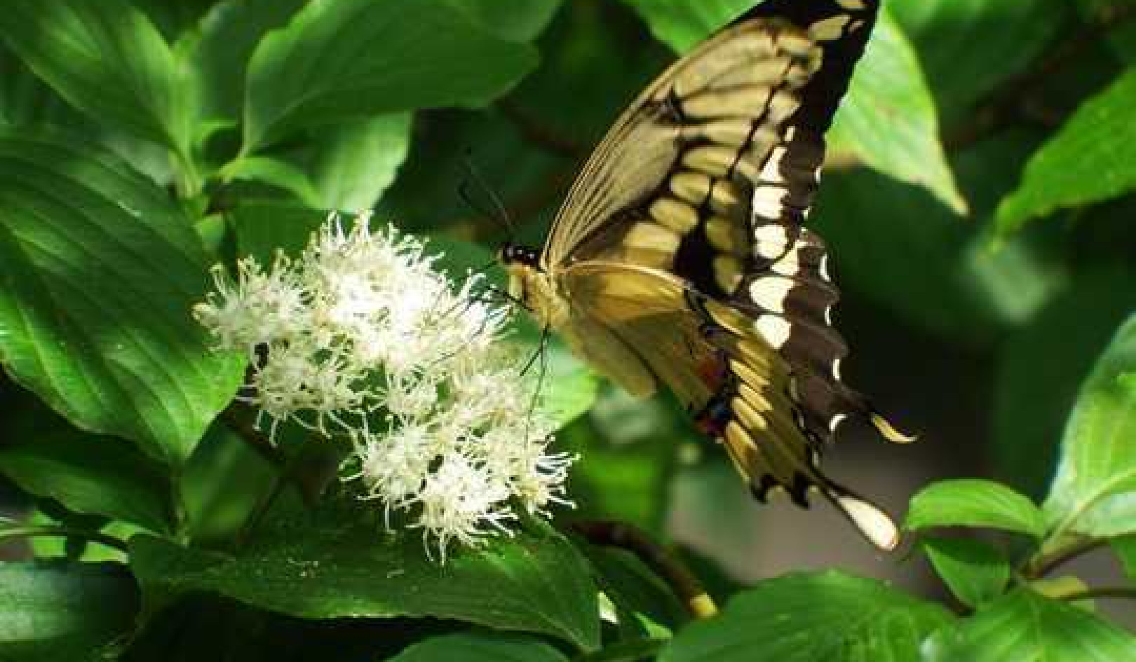 How To Fight Insectageddon With A Garden Of Native Plants