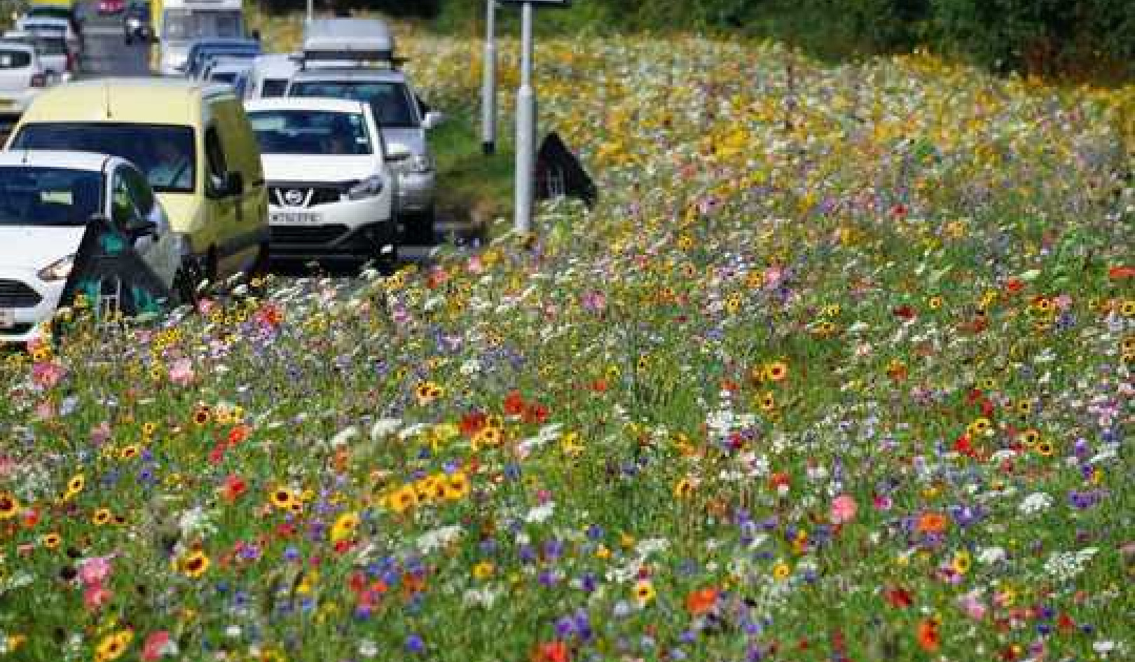 Roadside Wildflower Meadows Are Springing Up – And They're Helping Wildlife In A Big Way