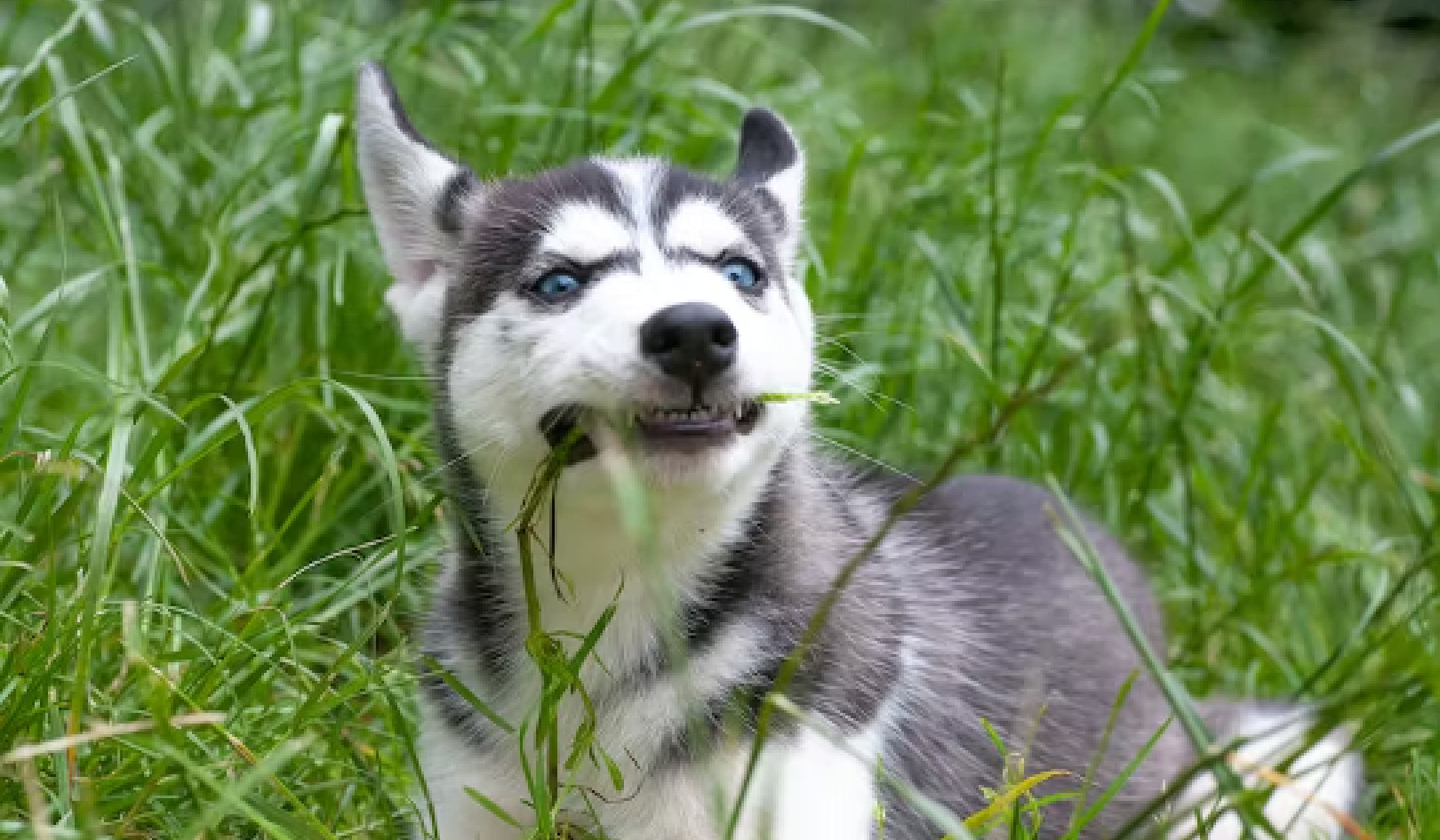 Why Does My Dog Eat Grass? Unraveling the Mystery