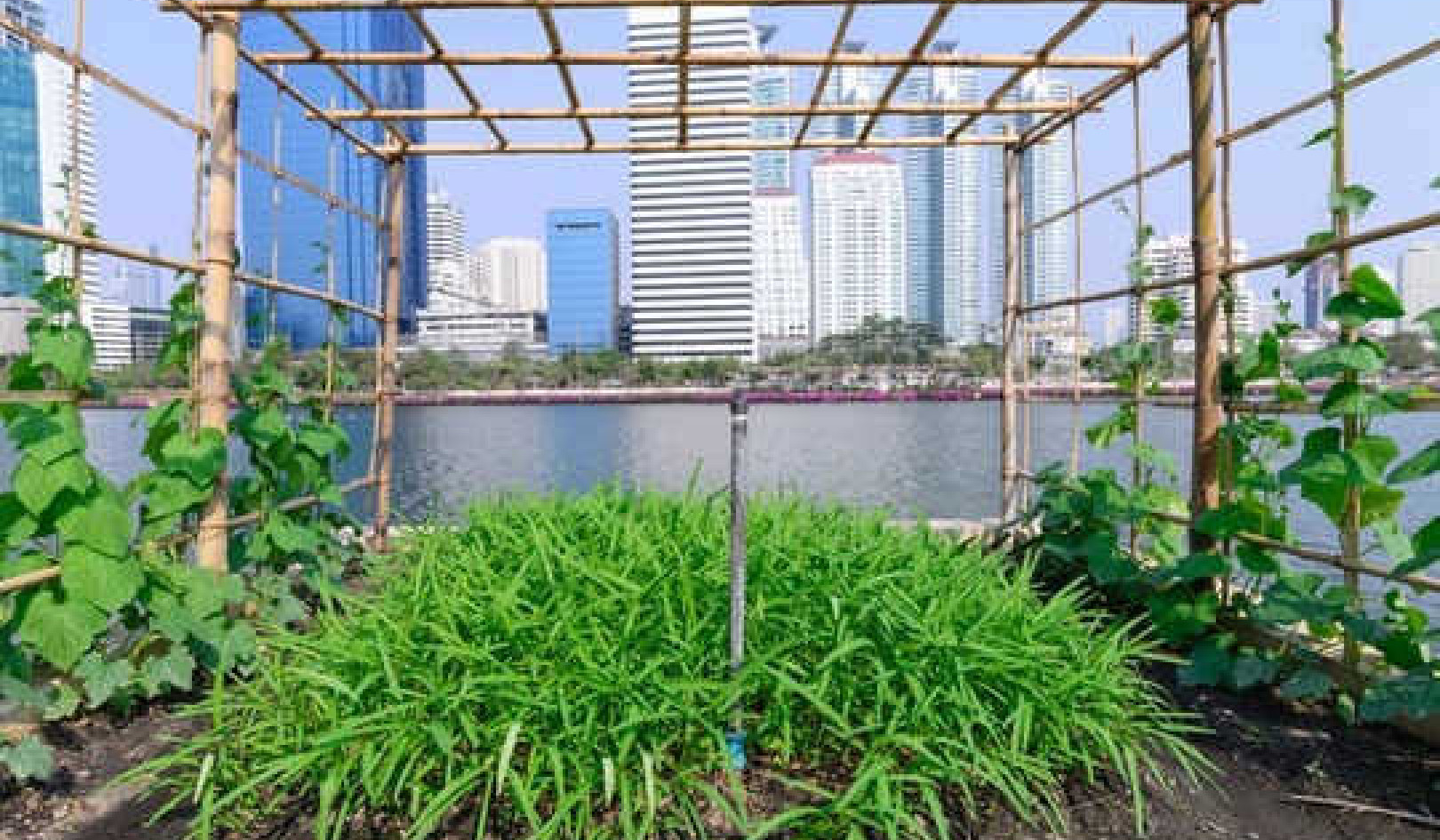 3 Ways Cities Can Help Feed The World