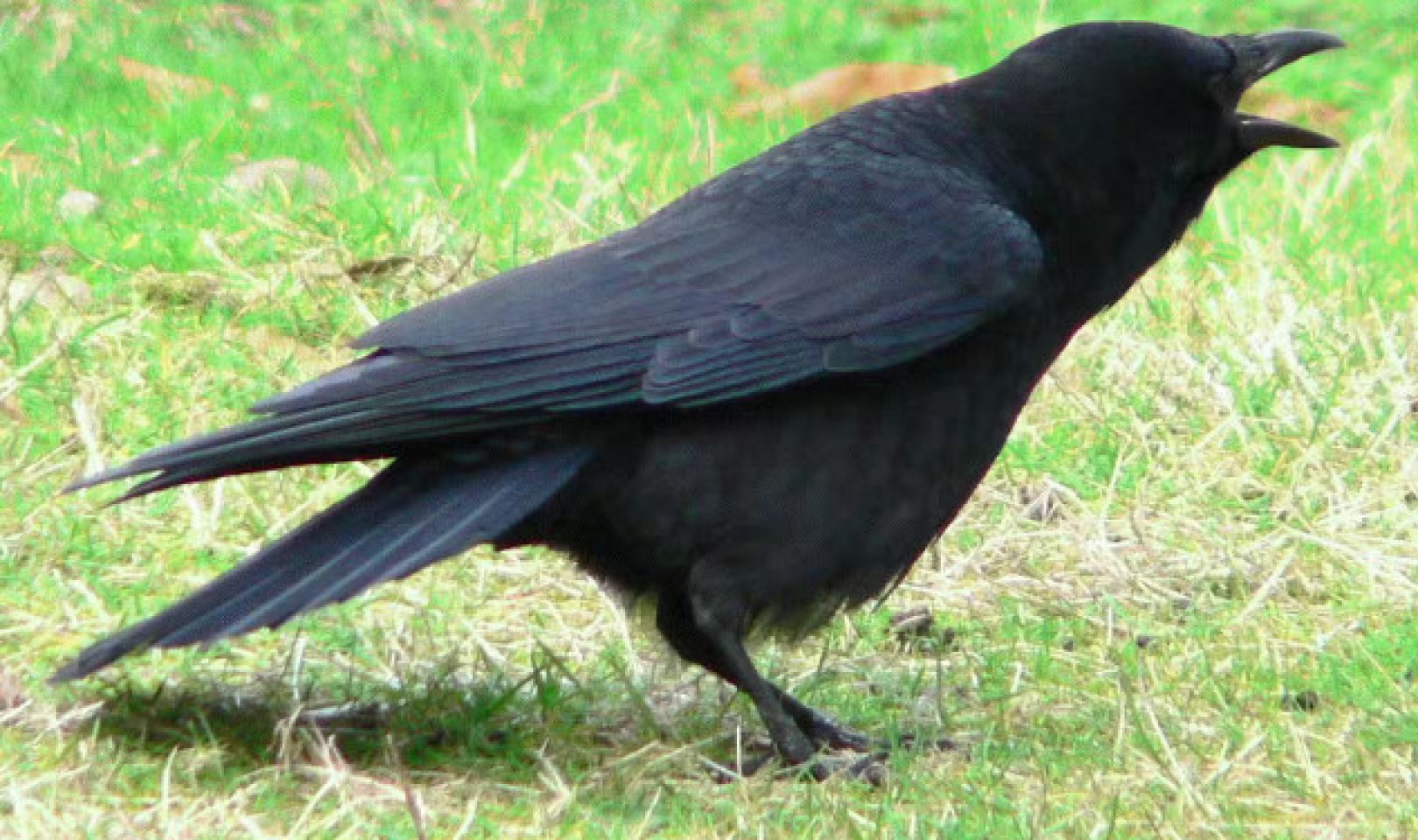 Are Clever Crows Smarter Than You Think?