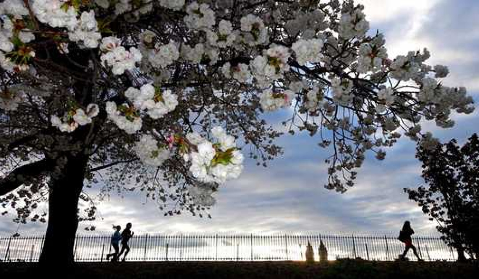 City Heat Islands Trick Trees Into Thinking It’s Spring