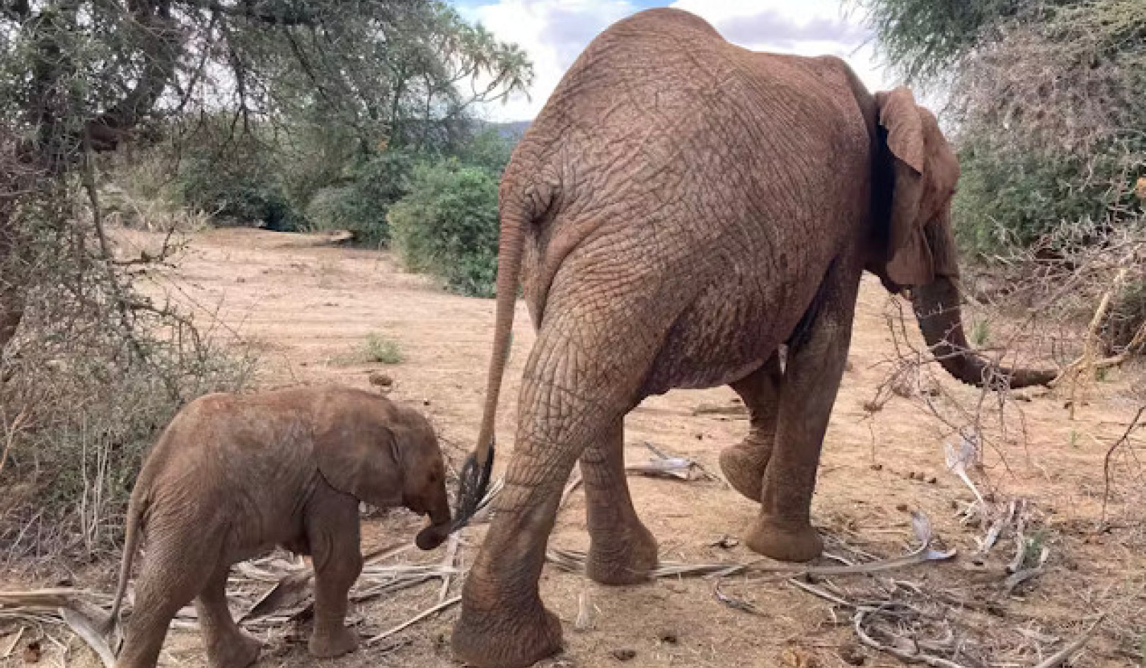 Elephants Use Names: A Groundbreaking Discovery