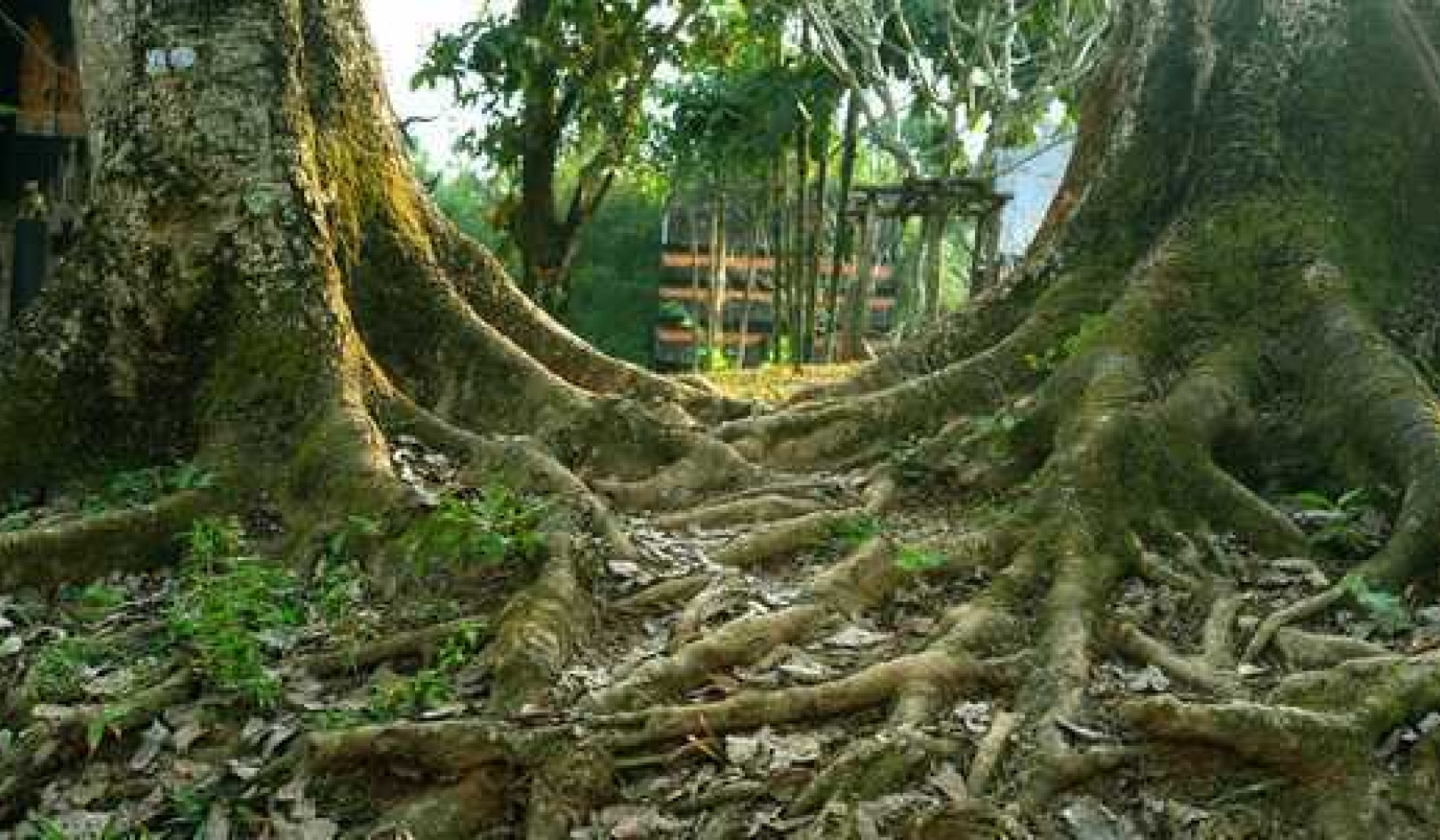 Climate Change: Having The Right Combination Of Tree Personalities Could Make Forests More Resilient