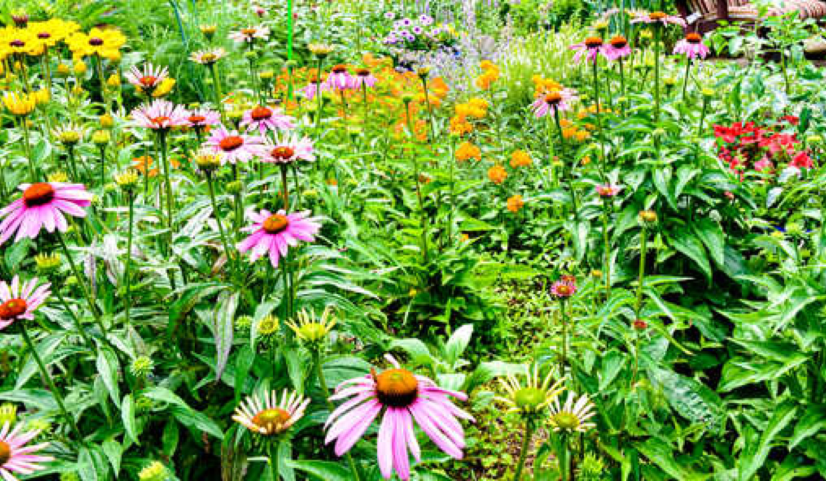 How urban gardens can boost biodiversity and make cities more sustainable