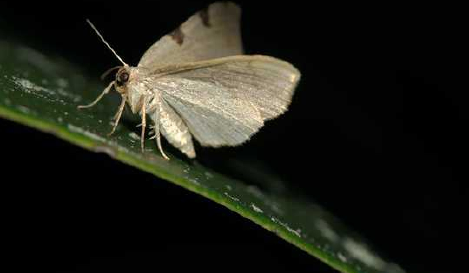 Moths Do The Pollinator Night Shift – And They Work Harder Than Daytime Insects