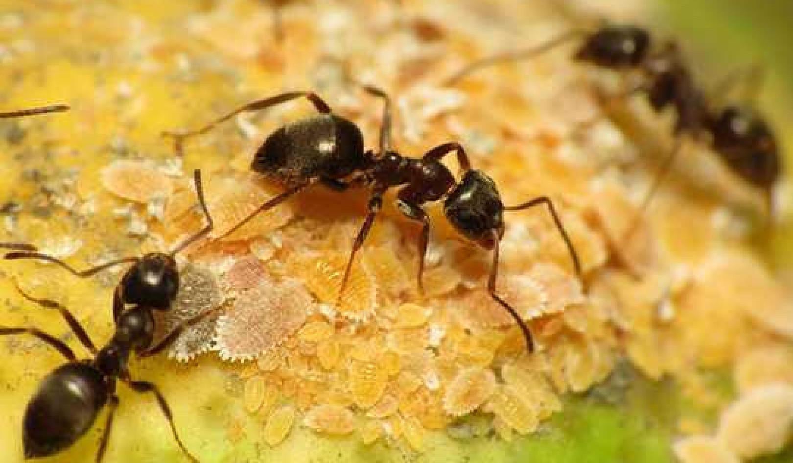 6 Amazing Facts You Need To Know About Ants