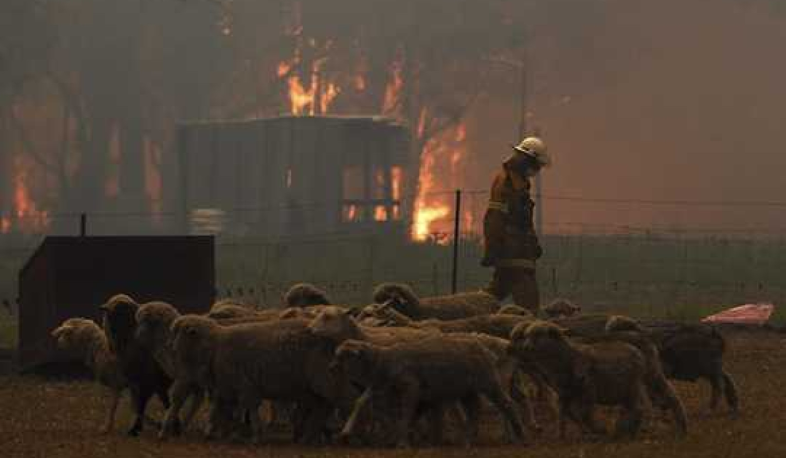 How Wildfire Smoke Affects Pets And Other Animals