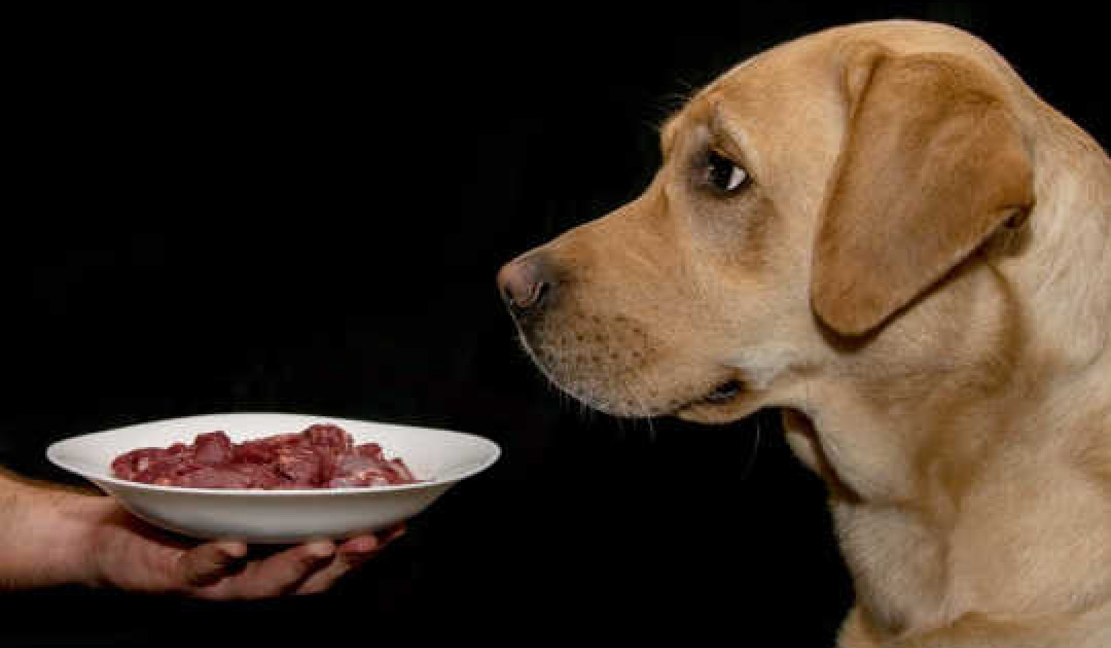 Why Raw Meat Pet Food May Not Be Good For Your Dog, Or Your Own Health