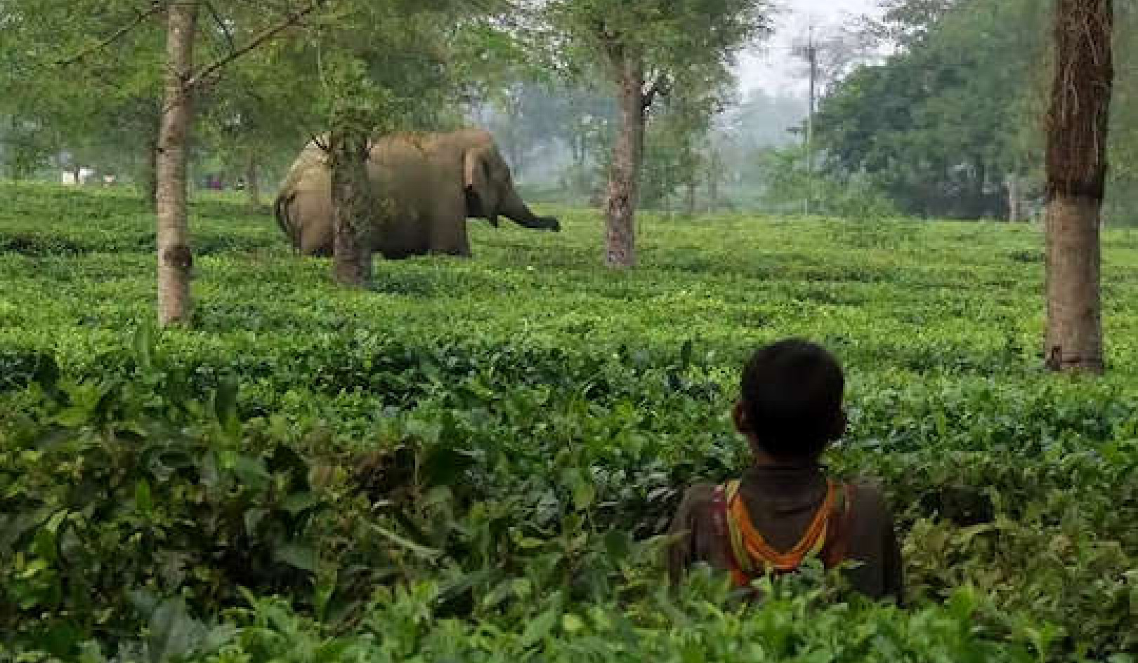 UN Biodiversity Conference: What Does Living in Harmony with Nature Look like?