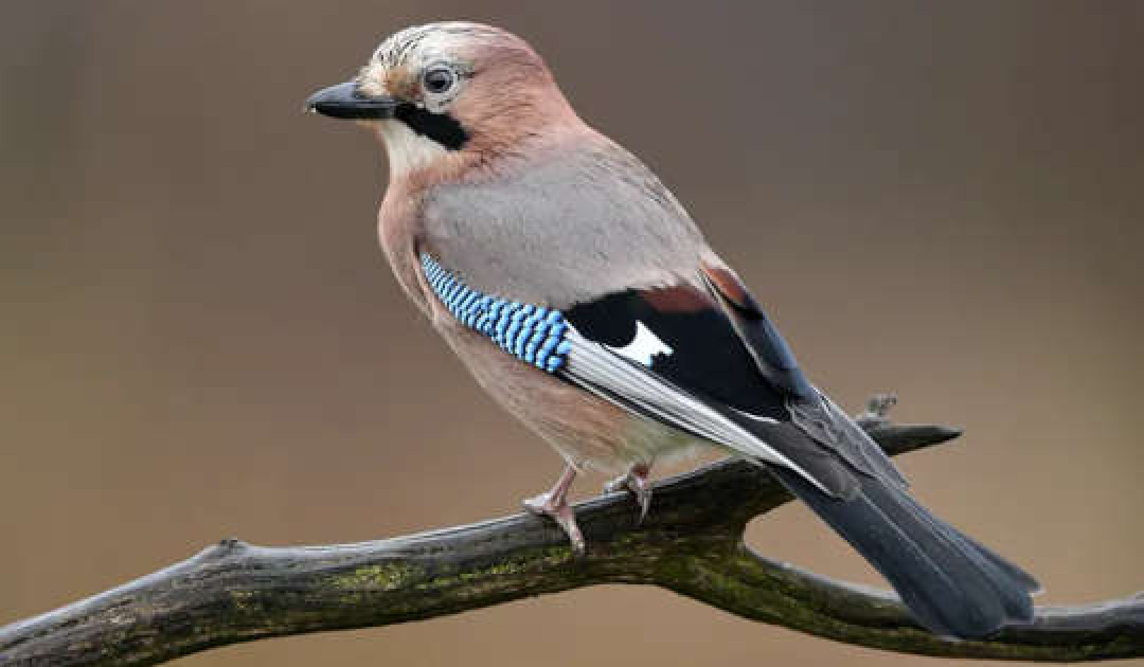 We Performed Magic Tricks On Birds To See How They Perceive The World