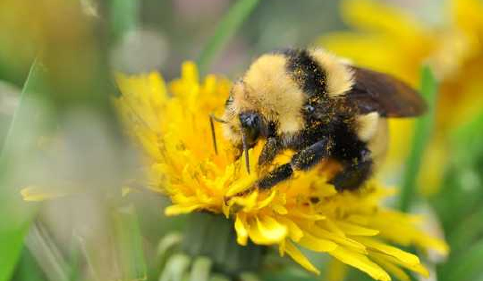 Spring Signals Female Bees To Lay The Next Generation Of Pollinators