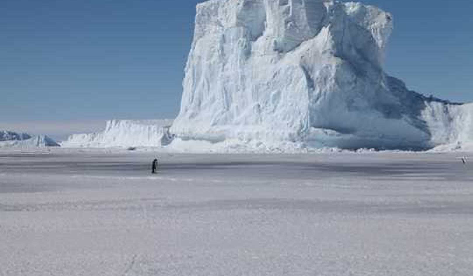 Can We Stop Emperor Penguins, Our Modern-Day Canaries-in-a-Coal-Mine, From Marching To Extinction?