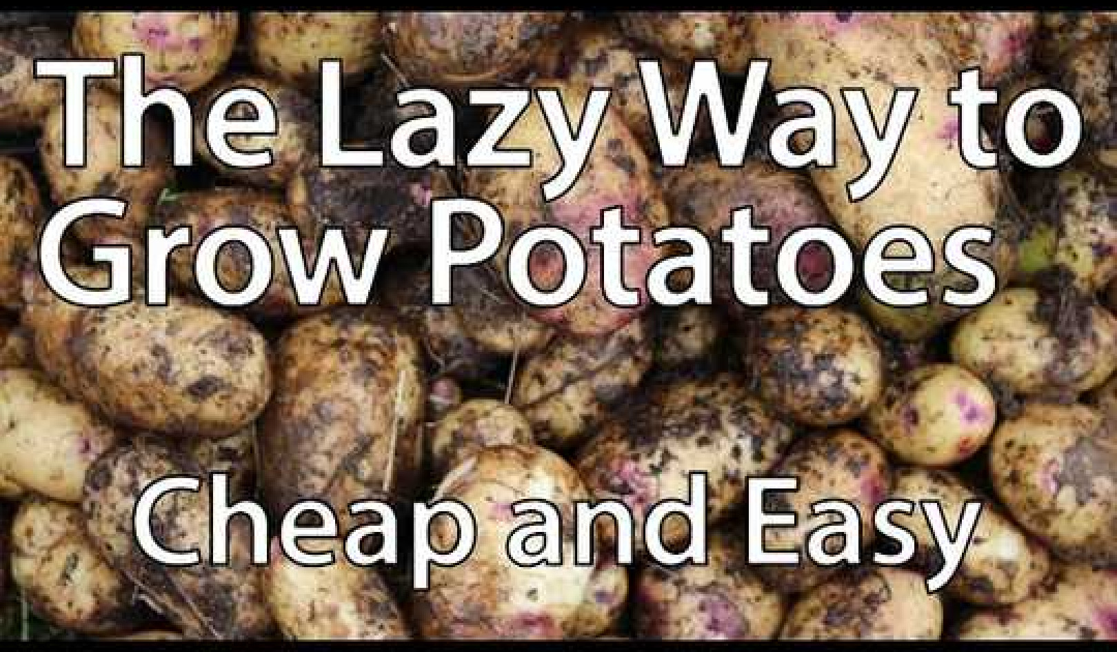 Growing Potatoes the Lazy Way